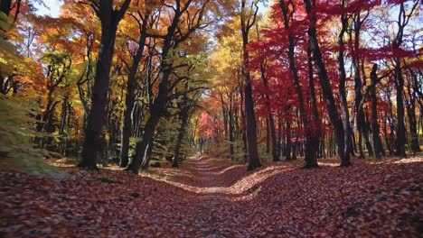 A serene forest path with vibrant autumn leaves, captured in a wide-angle video shot