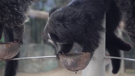 Pequeñas-Nutrias-Con-Garras-En-El-Zoológico-De-Chiang-Mai-En-Tailandia