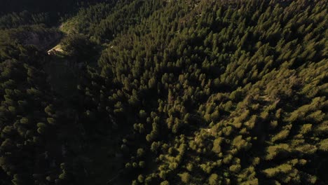 Hermosa-Vista-Aérea-De-Las-Copas-De-Los-Pinos-En-Un-Bosque-De-Montaña