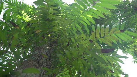 the vine is centered on the tree