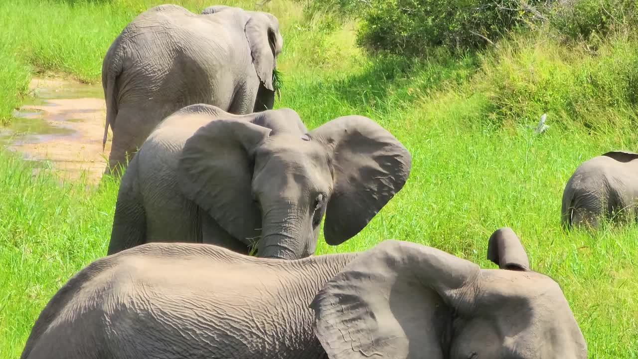 una manada de elefantes salvajes comiendo hierba en el arbusto de la sabana, parque nacional kruger, sudáfrica