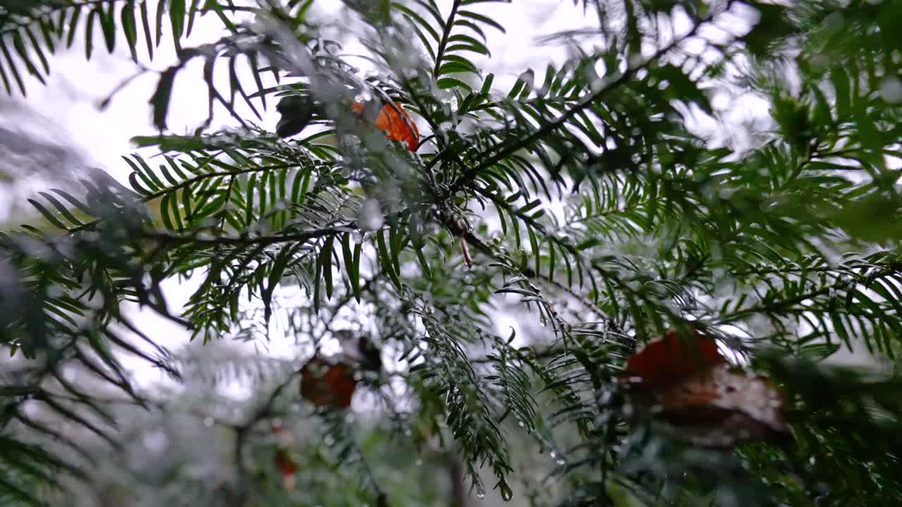 Close Up Of Lush Pine Tree Leaves Wet With Morning Dew In The Mountain Forest. zoom out shot