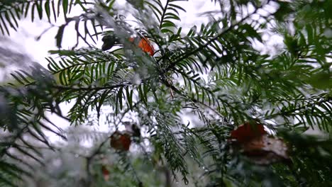 close up of lush pine tree leaves wet with morning dew in the mountain forest. zoom out shot