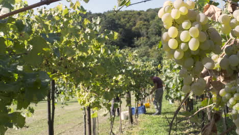 Pan-right-shot-in-a-vineyard-during-harvest,-as-people-cutting-grape-clusters-in-the-blurred-background,-big-healthy-grape-in-the-foreground