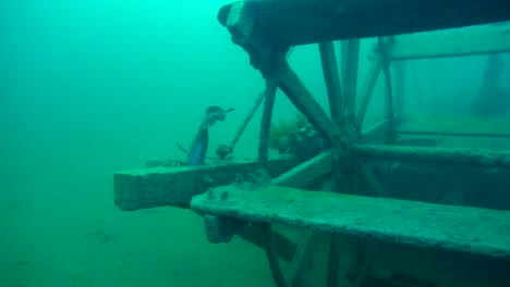 burbot on the paddlewheel of goldrush ship aj goddard