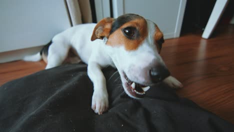 jack russell terrier is in its place and something gnaws