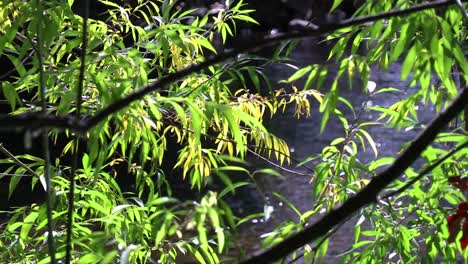 fall leave's blowing in the wind with a running river in the backgroud 20 second video.