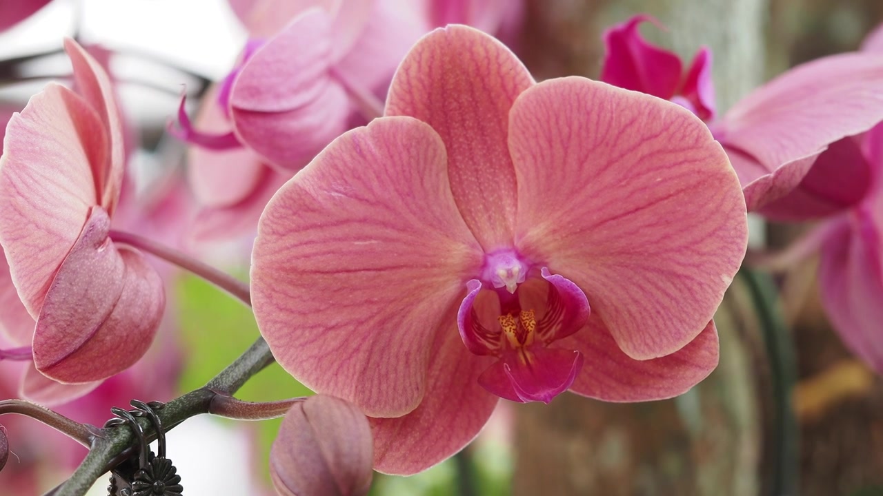 Un primo piano di un bellissimo fiore d'orchidea rosa