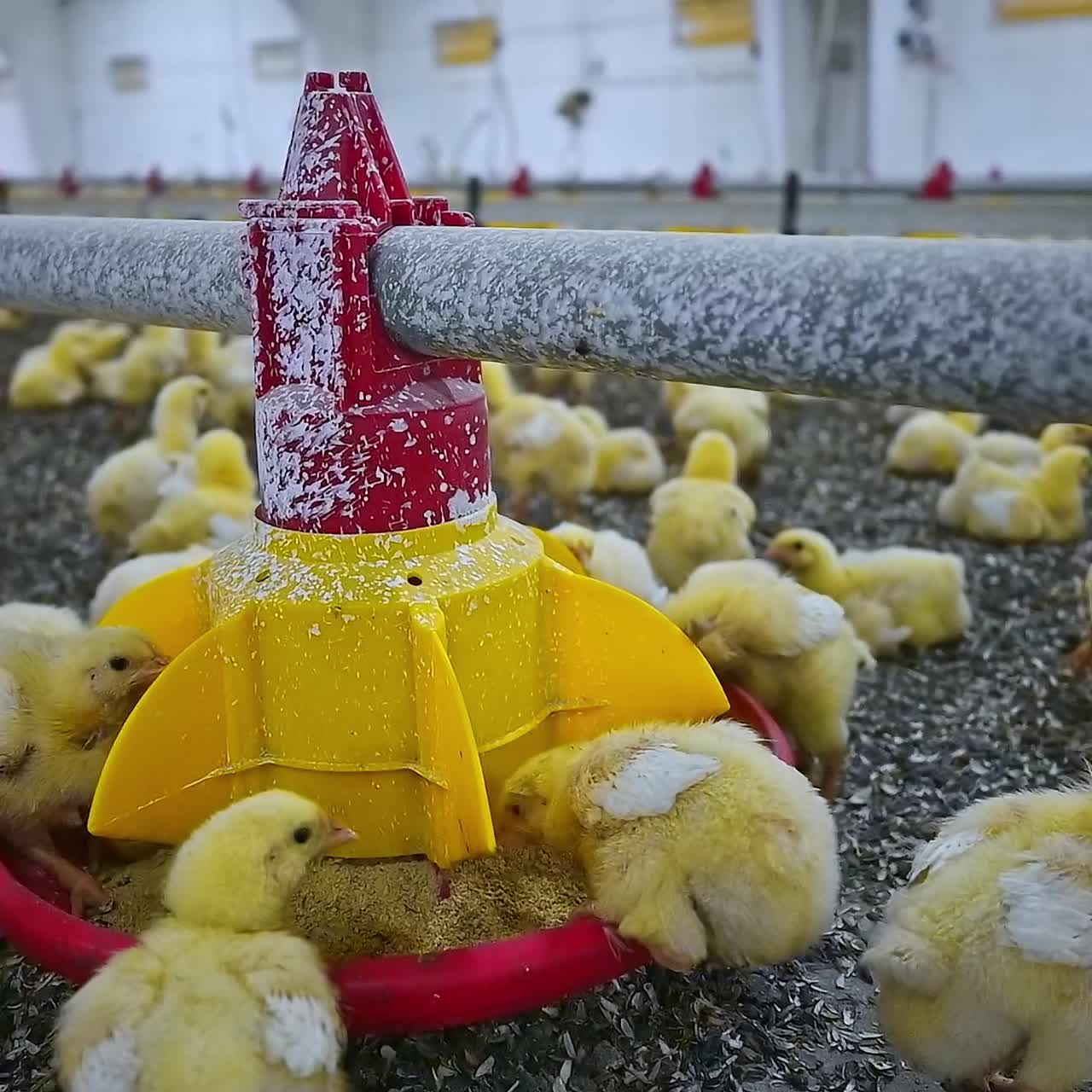 View of baby chicken in big poultry farm. Little birds eating grain from the special feeder. Agricultural business concept
