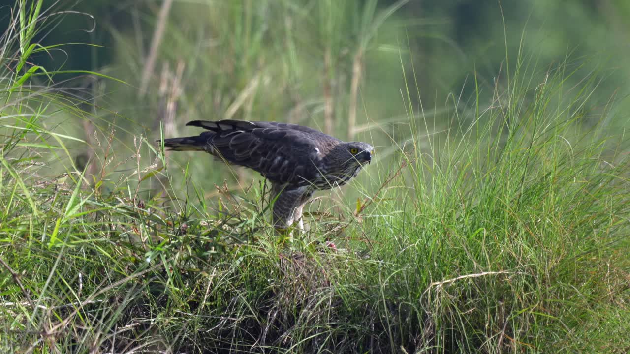un águila en el parque nacional de chitwan en nepal probando en un cocodrilo joven