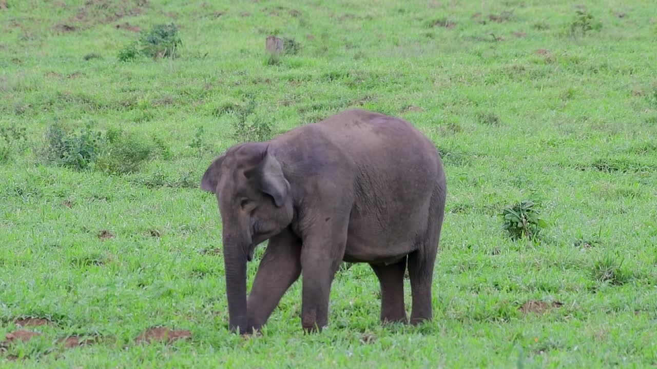 아시아 코끼리는 멸종 위기 종이며 태국 거주자이기도합니다.