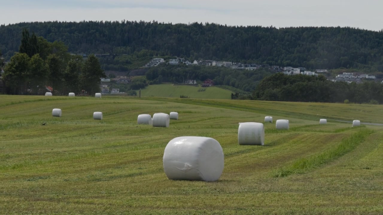 Un plan travelling fluide de balles d'ensilage blanches emballées dans du plastique, d'herbe fraîchement coupée sur un champ agricole vert à Lier, Norvège, caméra se déplaçant de gauche à droite