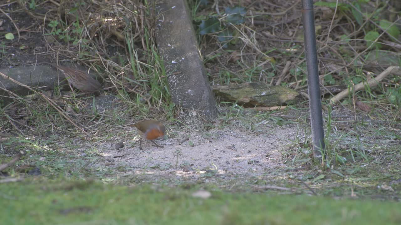 un primer plano de un petirrojo busca comida debajo de un comedero para pájaros en un jardín