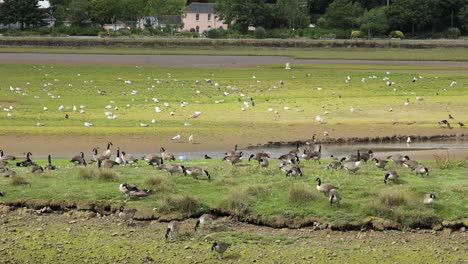 countless gooses picking up food from grass in cornwall nature reserve, hayle