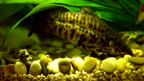 spotty decorative catfish feed in the aquarium.