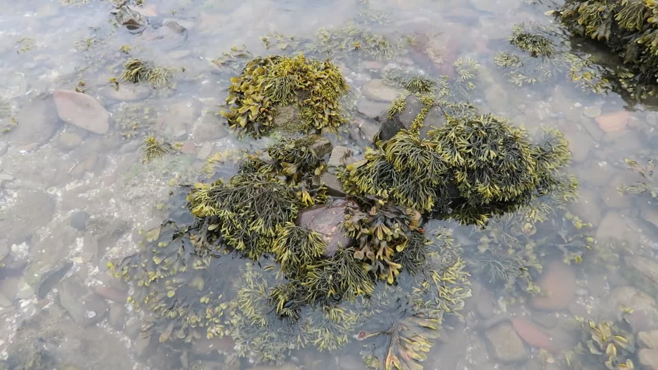Close view of seaweed covered rocks beneath shallow clear water during low tide near Scottish shoreline, showing marine vegetation, pebbles, and natural texture in coastal environment
