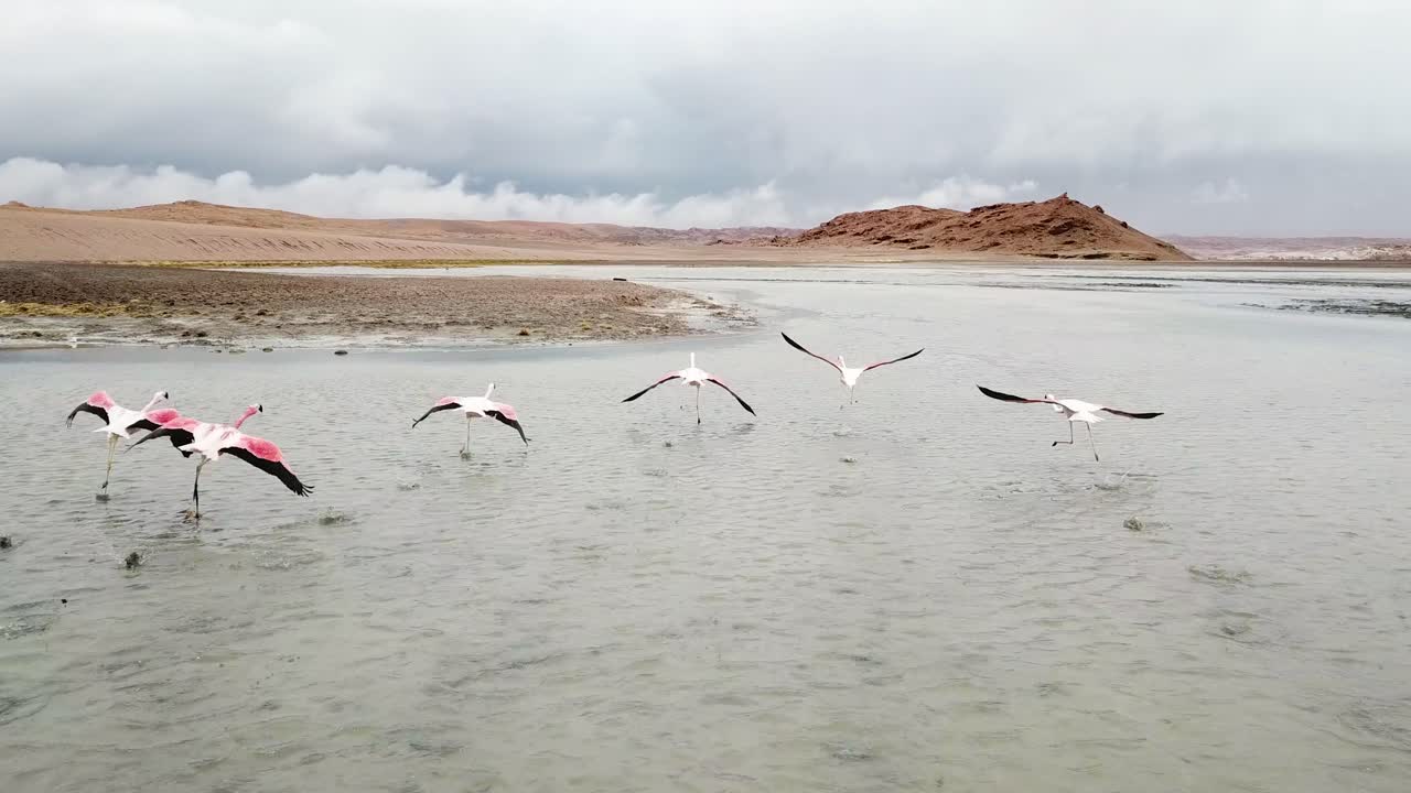 Flamingos in Salt Flat Lake, Aerial View of Exotic Birds in Natural Habitat, Los Flamencos National Reserve, Chile