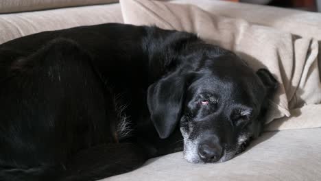 Ein-Dösender-Schwarzer-Hund-Liegt-Auf-Der-Couch