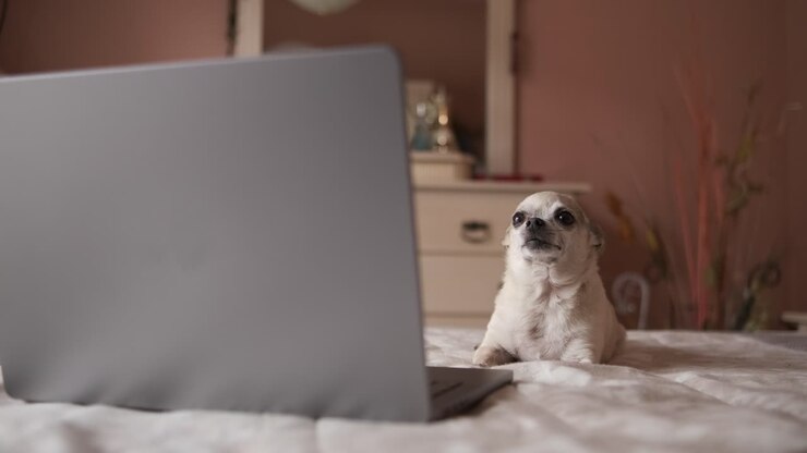 Cute white chihuahua dog lying over belly on bed with laptop