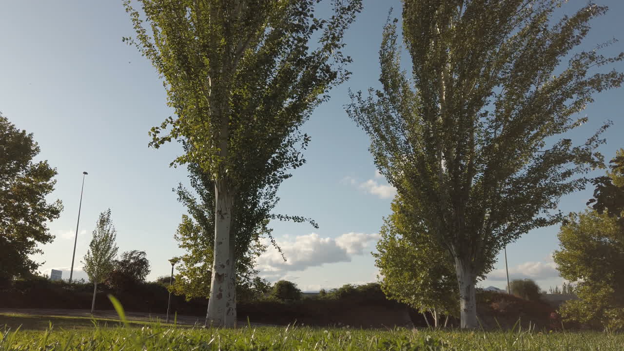Dog Enjoying Playing Ball Outdoor