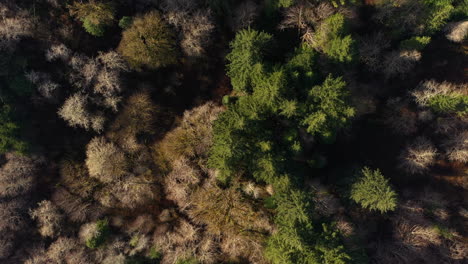 Remote-Forest-With-Dense-Douglas-Fir-And-Alder-Woods-During-Sunny-Winter-Day-In-Oregon