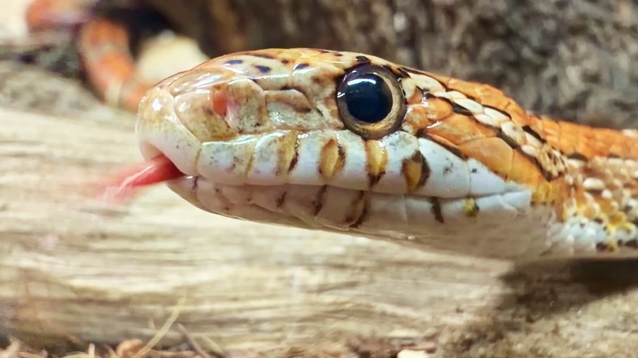 Corn snake (Pantherophis guttatus) close-up with forked tongue flick, showing detailed head scales and eye on wooden surface, macro static shot with shallow depth of field.