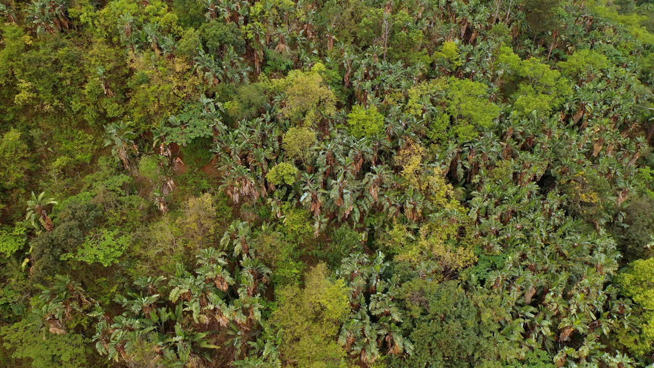 녹색 숲의 드론 뷰 아름다운 열대 숲 원활한 자연 경관 자연 보존 4k 위에서