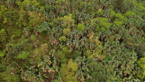 Vista-De-Drones-Del-Bosque-Verde-Hermosa-Selva-Tropical-Paisaje-Natural-Intacto-Conservación-De-La-Naturaleza-Desde-Arriba-4k