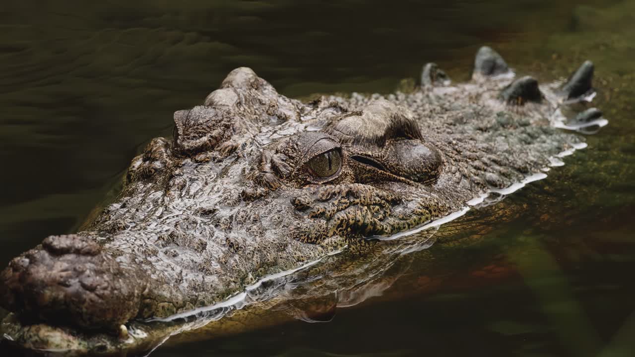A detailed view of a crocodile's head partially submerged in calm water, showcasing its textured skin and eyes.