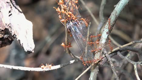 close shot timelapse of red ants carrying a dead dragonfly