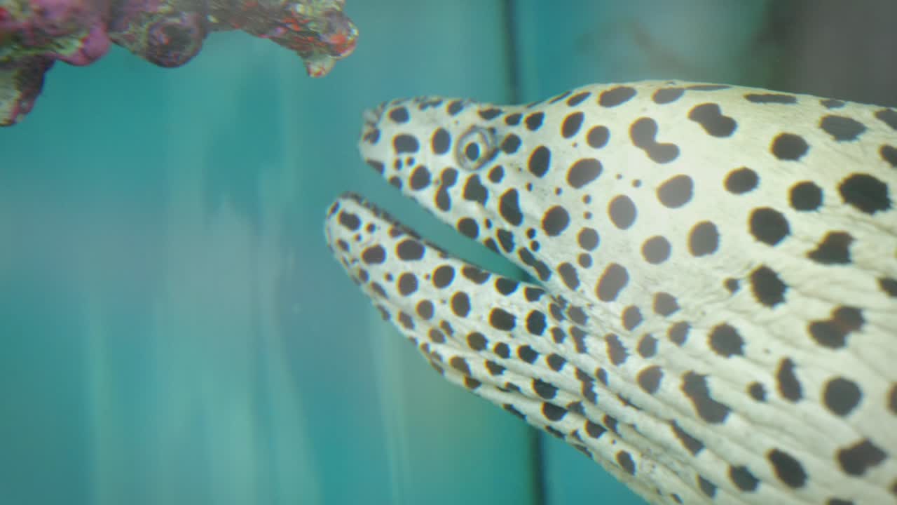 Close-Up of a Black and White Eel Swimming in a Fish Tank