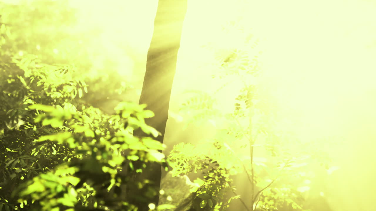 빛은 아침 시간 동안 활기찬 숲의 울창한 초록색을 통해 필터링됩니다.