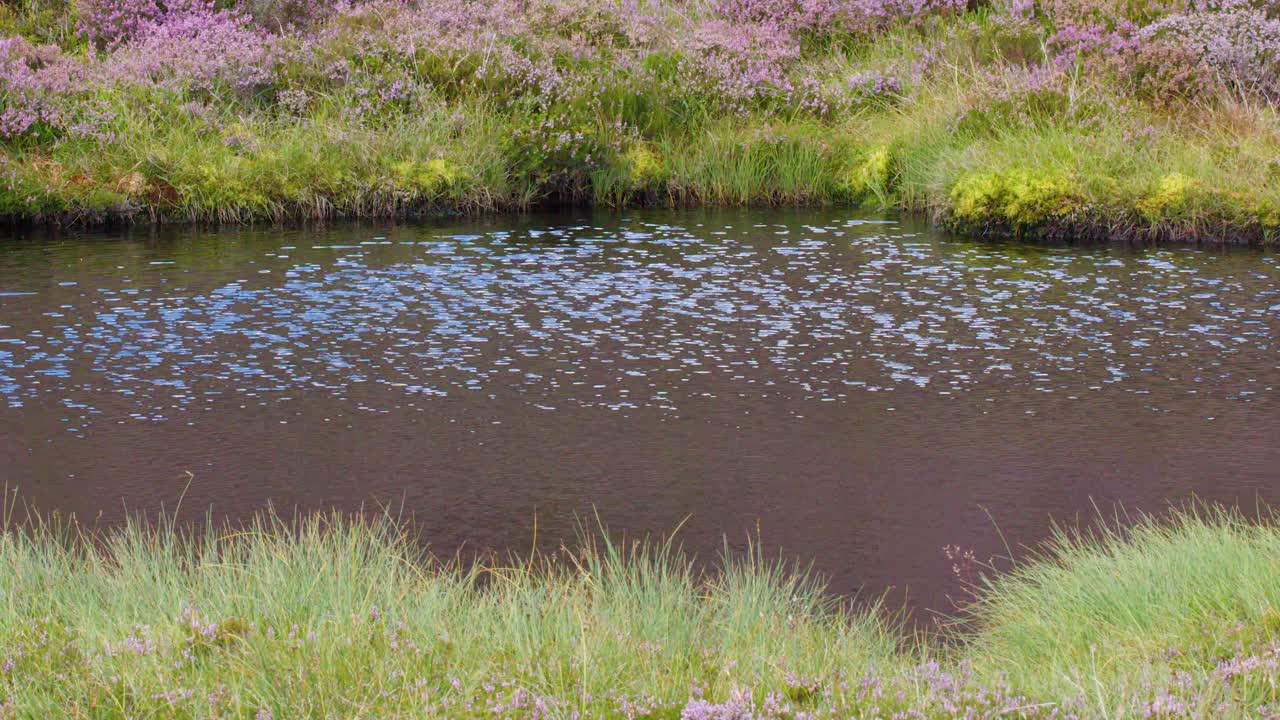 Wind creates ripples on a tranquil pond surrounded by wildflowers and grassy banks, natural daylight