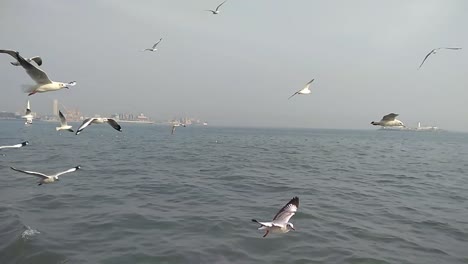 migratory birds the seagulls at the sea flying next to the ferries or boats lured for food. these friendly seagulls help the sailors often at the sea to find routes fun to watch for ferry passengers