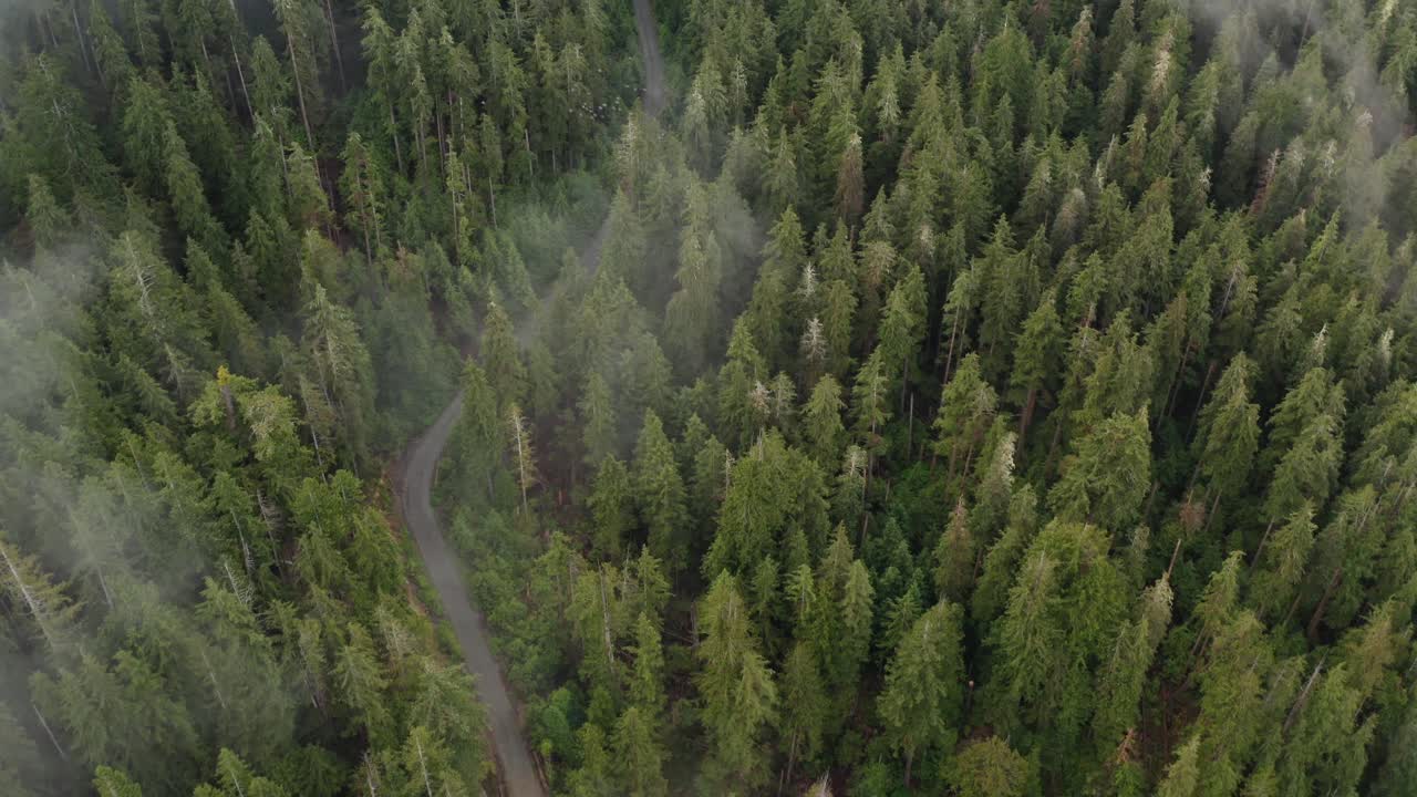 Una foresta primaria attraversata da una strada forestale.