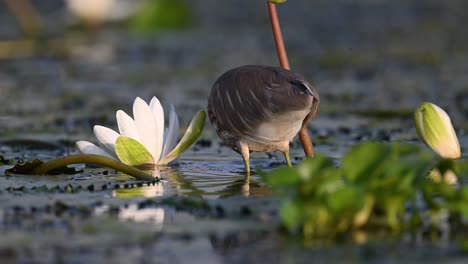 garza india pescando en un estanque de nenúfares