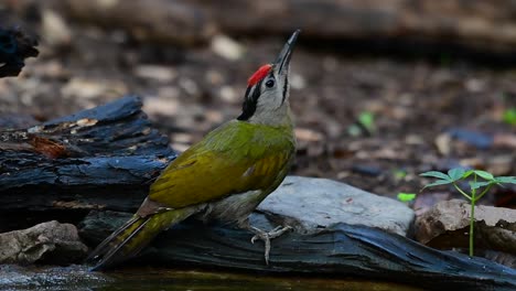 el pájaro carpintero de cabeza gris también se llama pájaro carpintero de cara gris se encuentra en muchos parques nacionales en tailandia y es muy particular en la elección de su hábitat para que prospere