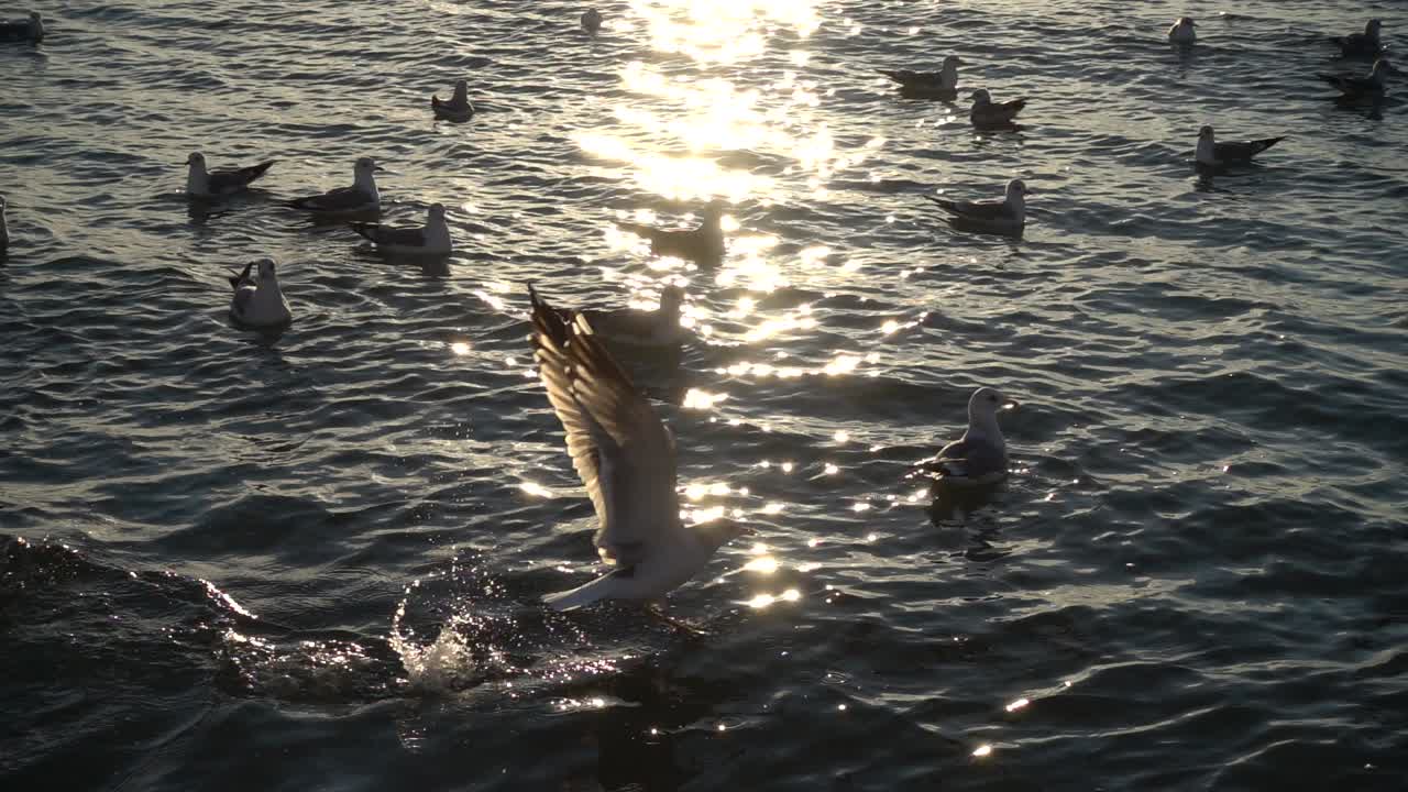 Seagulls fly over the sea. Slow Motion