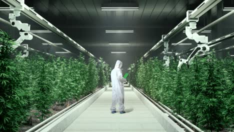 vista trasera del cuerpo completo del investigador asiático de marihuana mirando la tableta de pantalla verde y mirando a su alrededor mientras está de pie en el invernadero de marihuana con agricultores robóticos inteligentes