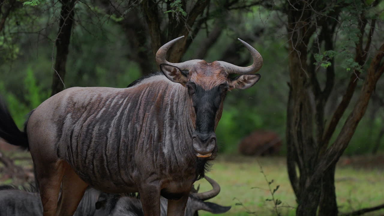 Wildebeest in a savanna
