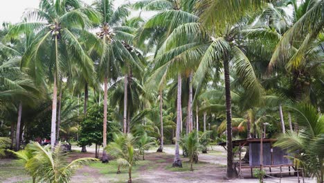 Cocoteros-Que-Soplan-Con-El-Viento-Durante-El-Verano-En-Filipinas