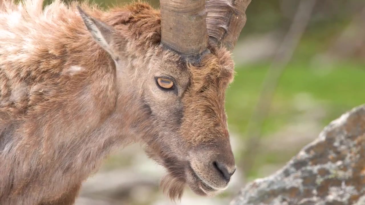 Primo piano di uno stambecco alpino in piedi nel suo habitat montano