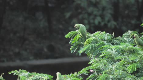 parrots-sitting-on-tree-closeup-view