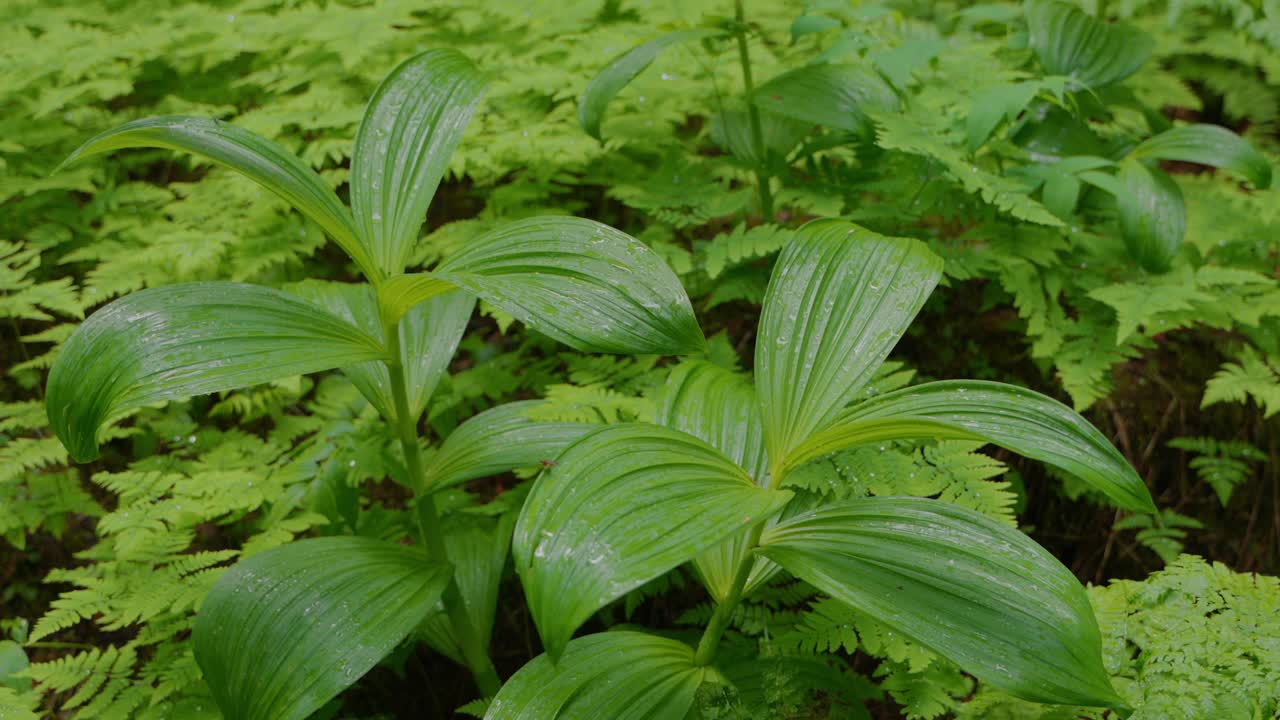 Green plant leaf with fresh water drops