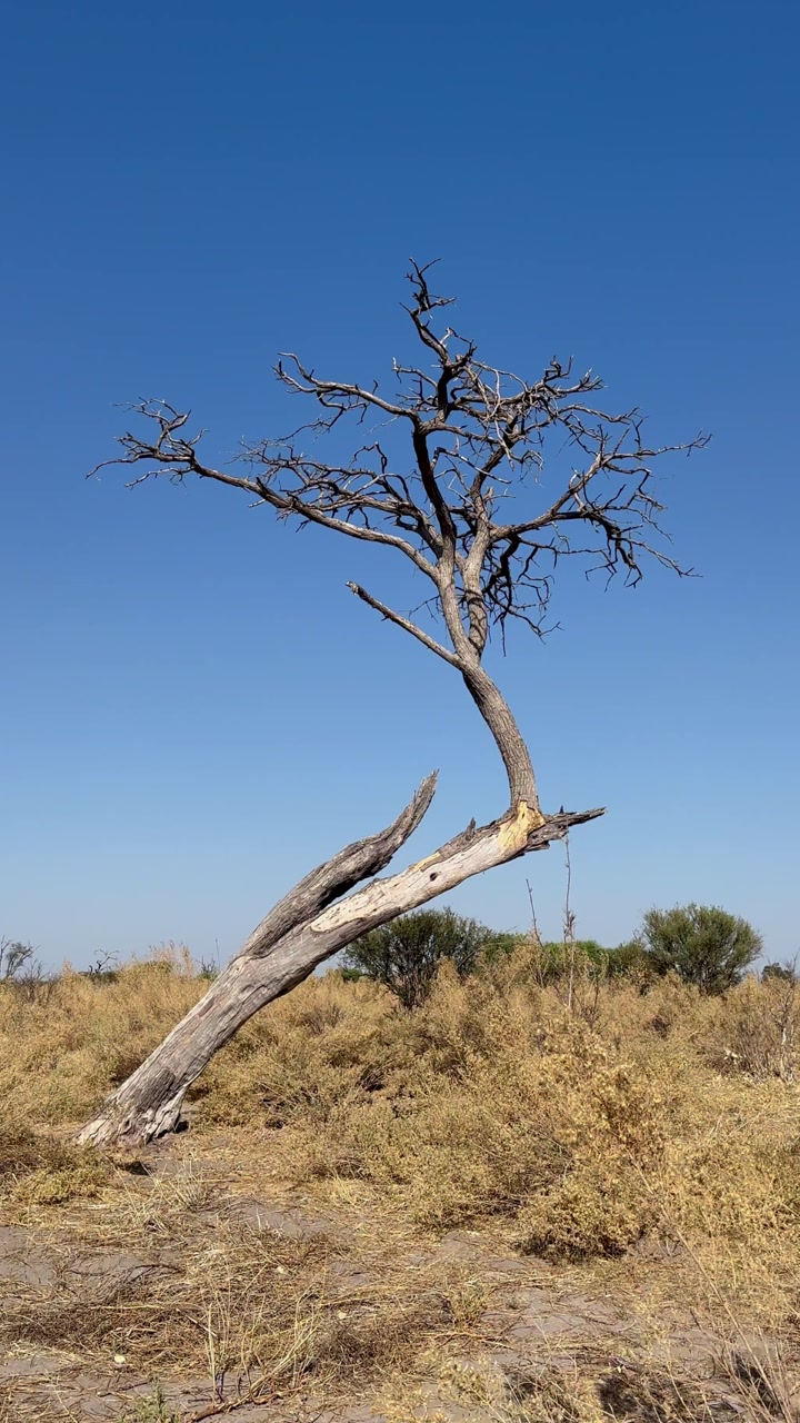 Dried tree with Shepherd's Tree (Boscia albitrunca) on background in the savannah during dry season. Okavango Delta, Botswana.