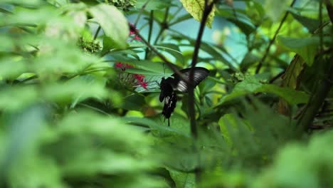 普通的摩爾蒙蝴蝶 (mormon butterfly) 吃花上的花蜜