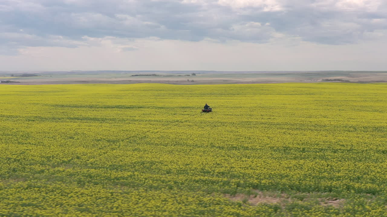 granjero viaja en un vehículo todo terreno mientras revisa una plantación de mostaza en saskatchewan, canadá