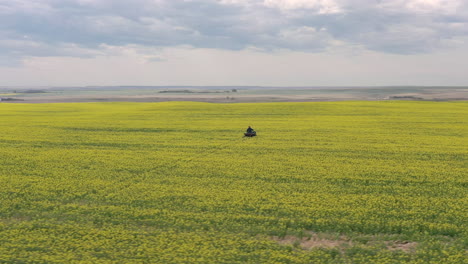 Granjero-Viaja-En-Un-Vehículo-Todo-Terreno-Mientras-Revisa-Una-Plantación-De-Mostaza-En-Saskatchewan,-Canadá