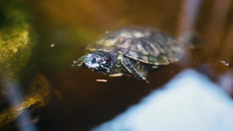 Pequeña-Tortuga-Nadando-En-Un-Estanque-Al-Aire-Libre,-Saliendo-Del-Agua-Y-Zambulléndose-De-Nuevo