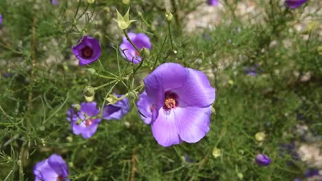 Lila-Blumen,-Die-Im-Wind-Wehen